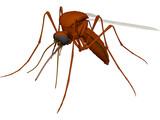 Mosquito 3D Model preview