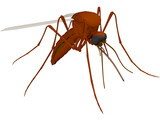 Mosquito 3D Model