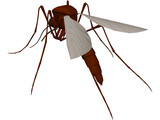 Mosquito 3D Model