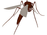 Mosquito 3D Model