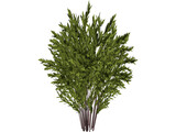 Nandina [Phyllostachys] 3D Model preview