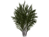Nandina [Phyllostachys] 3D Model
