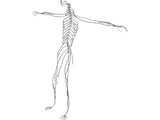 Nervous System 3D Model