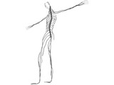 Nervous System 3D Model