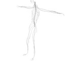 Nervous System 3D Model
