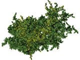 Oak Tree 3D Model preview