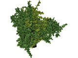 Oak Tree 3D Model