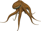 Octopus Vulgaris 3D Model preview