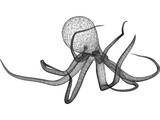 Octopus 3D Model