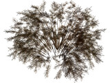 Onyx Bush 3D Model