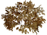 Onyx Bush 3D Model