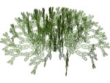 Opuntia 3D Model
