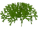 Opuntia 3D Model