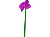 Orchid Flower 3D Model