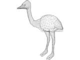 Ostrich 3D Model