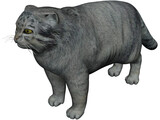 Pallas Cat 3D Model preview