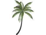 Palm 3D Model preview