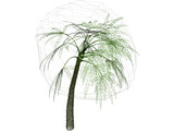 Palm 3D Model
