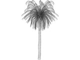 Palm Tree 3D Model