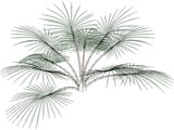 Palm Tree 3D Model