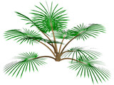 Palm Tree 3D Model