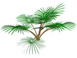 Palm Tree 3D Model