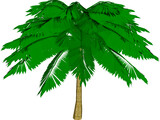 Palm Tree 3D Model preview