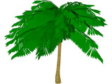 Palm Tree 3D Model