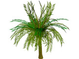 Palm Tree 3D Model preview