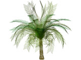 Palm Tree 3D Model