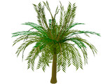 Palm Tree 3D Model
