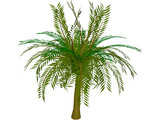 Palm Tree 3D Model