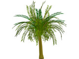 Palm Tree 3D Model