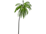 Palm Tree Cocoa 3D Model preview