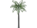 Palm Tree (Royal Palm) 3D Model