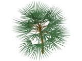 Palm 3D Model