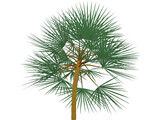 Palm 3D Model