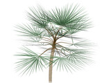Palm 3D Model