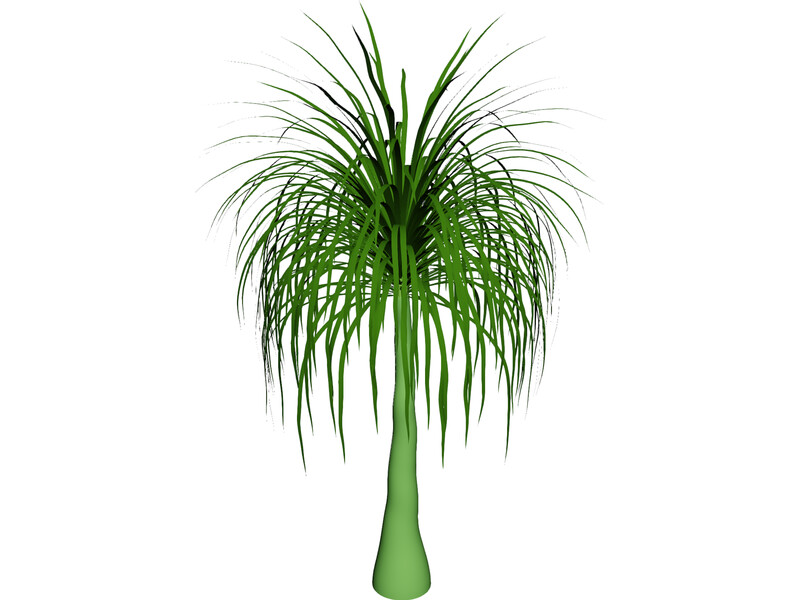 Palmera 3D Model