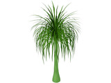 Palmera 3D Model