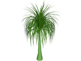 Palmera 3D Model