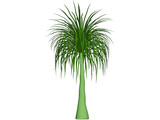 Palmera 3D Model