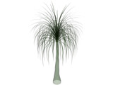 Palmera 3D Model