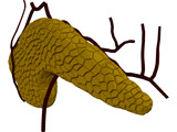Pancreas 3D Model