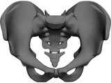 Pelvis and Sacrum 3D Model preview