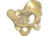 Pelvis and Sacrum 3D Model