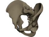 Pelvis Male 3D Model preview
