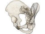 Pelvis Male 3D Model