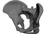 Pelvis 3D Model preview
