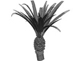 Phoenix Canariensis 3D Model preview